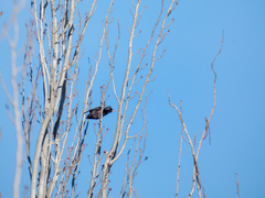 Sturnus unicolor