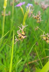 Juncus salsuginosus