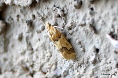 Pseudoschinia elautalis