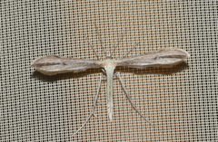 Hellinsia carphodactyla