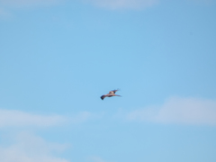 Milvus milvus