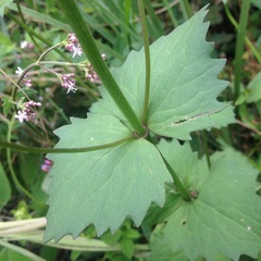 Valeriana urticifolia