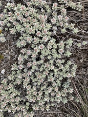 Ewartia nubigena