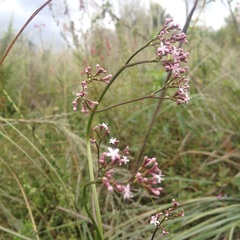 Valeriana urticifolia