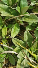 Brachyglottis revoluta