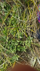 Brachyglottis revoluta