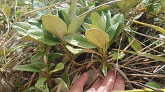 Brachyglottis revoluta