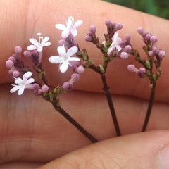 Valeriana urticifolia