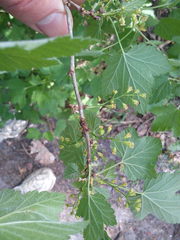 Ribes spicatum