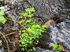 Chrysosplenium serreanum