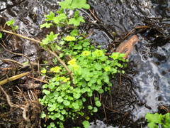 Chrysosplenium serreanum