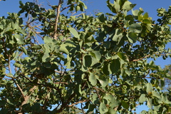 Terminalia latipes