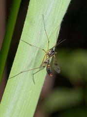 Ptychoptera contaminata