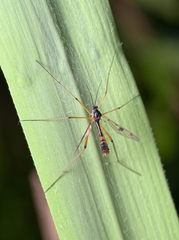 Ptychoptera contaminata
