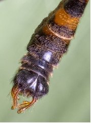 Ptychoptera contaminata