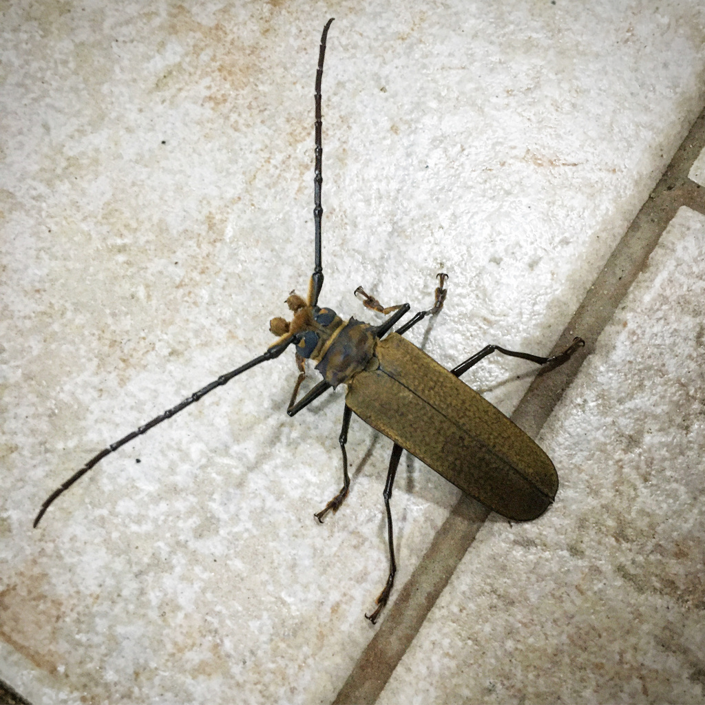 Orthomegas jaspideus