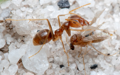 Iridomyrmex pallidus