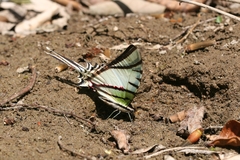 Protesilaus protesilaus