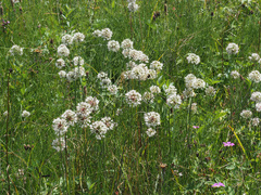 Allium suaveolens