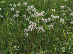 Allium suaveolens