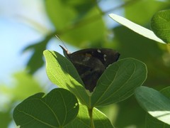 Libythea laius