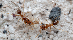 Iridomyrmex pallidus