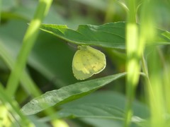 Eurema hecabe solifera