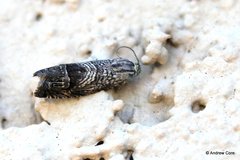 Ofatulena duodecemstriata