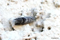 Ofatulena duodecemstriata