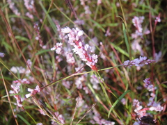 Persicaria taquetii