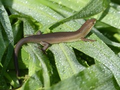 Trachylepis boulengeri
