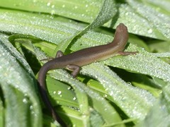 Trachylepis boulengeri