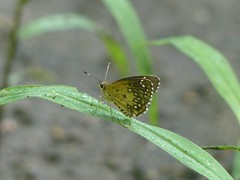 Astictopterus stellata