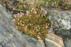 Epilobium tasmanicum