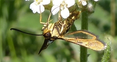 Synanthedon bibionipennis