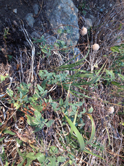 Monardella odoratissima