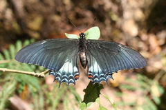 Heraclides androgeus epidaurus