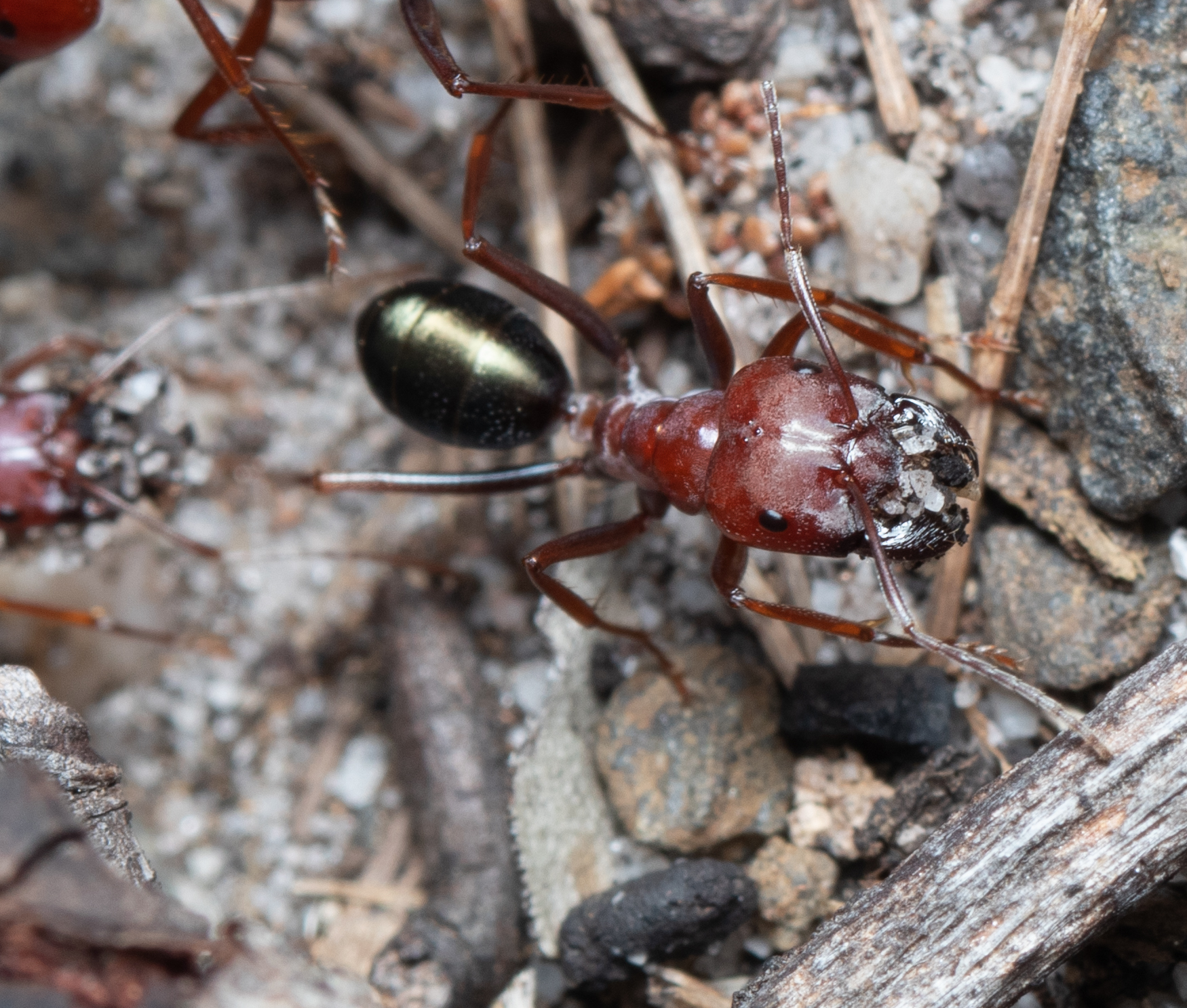 Melophorus aeneovirens