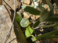 Bulbine mesembryanthemoides