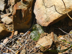 Bulbine mesembryanthemoides