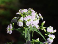 Arabidopsis cebennensis