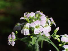 Arabidopsis cebennensis
