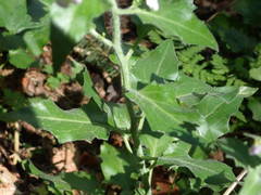 Arabidopsis cebennensis