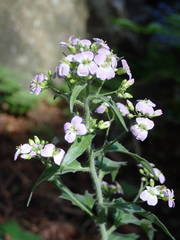 Arabidopsis cebennensis