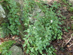 Arabidopsis cebennensis