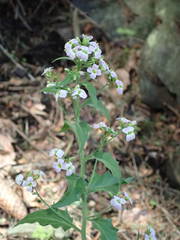 Arabidopsis cebennensis