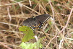 Papilio polyxenes stabilis