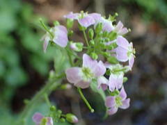 Arabidopsis cebennensis