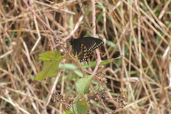 Papilio polyxenes stabilis