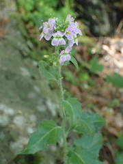 Arabidopsis cebennensis